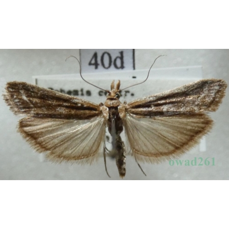 Ancylosis cinnamomella (Duponchel, 1836) Czech40d